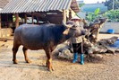 Làm nghề “lái trâu”, một ông nông dân ở Lai Châu giàu lên trông thấy