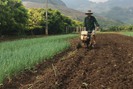 Sơn La: Những nông dân vùng cao vượt khó phát triển kinh tế 