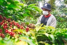 Đề xuất nâng cao mức vốn vay tái canh cà phê lên 350 triệu đồng/ha, mở rộng đề án ra 11 tỉnh