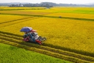 Quảng Bình: Làm lúa chất lượng cao tuy cực nhưng lãi cao