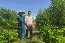 Quảng Nam: Đổi đời nhờ liều vay vốn ngân hàng trồng hoa, quất cảnh