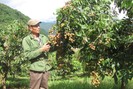 Lai Châu: Chuyển đổi cơ cấu cây trồng, nâng cao giá trị sản xuất