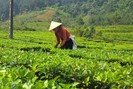 Lai Châu: Để nông nghiệp thu hút doanh nghiệp, nhà đầu tư