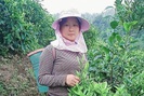 Lai Châu: Cây chè giúp người dân Phìn Hồ thoát nghèo