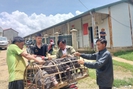 Sơn La: Hỗ trợ 100 con lợn giống cho nông dân vùng cao