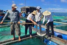 Người nuôi cá Lý Sơn phấn khởi khi giá cá bớp tăng cao đột biến