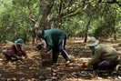 Bình Phước: Nhiều hộ nông dân lâm cảnh nợ nần vì “bán điều non”, cầm cố rẫy