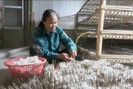Lào Cai: Trồng dâu nuôi tằm giúp dân Bảo Nhai nâng cao thu nhập 