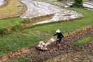 Lai Châu: Sìn Hồ thực hiện nhiều giải pháp phát triển kinh tế