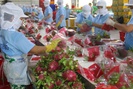 Nông sản Việt Nam liên tục bị kiểm tra gắt gao khi vào thị trường EU, vì sao?