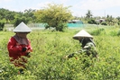 Giá ớt tăng gấp 3-4 lần, nông dân Gia Lai thu lãi 250 - 300 triệu đồng/ha