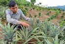 Sơn La: Trồng cây “trăm mắt”, nông dân Chiềng Ơn có thu nhập khá