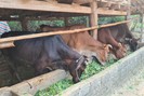 Sơn La: Chủ động phòng chống dịch bệnh trên đàn gia súc