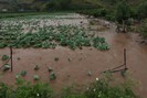 Sơn La: Hoàn lưu bão số 2 gây thiệt hại nhiều hoa màu và tài sản