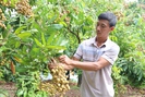 Lão nông Tú Nang: Thu tiền tỷ từ việc cải tạo vườn tạp