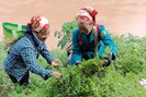 Thứ quả dại trên rừng "lên mạng" thành "hàng hót" giúp nông dân vùng cao Nghệ An kiếm tiền triệu