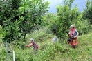 Lai Châu: Rà soát dự án Thiên đường Mắc ca, trồng mắc ca