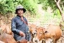 Vùng cao Bắc Yên tận dụng lợi thế, phát triển đại đàn gia súc