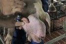Tiêm vaccine của Công ty Navetco, lợn bị chết: Mời các nhà khoa học phân tích, tìm nguyên nhân