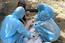 Phú Yên: Xử lý sự cố tiêm vaccine dịch tả lợn châu Phi