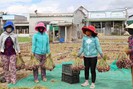 Trúng mùa hành tím vụ nam, nông dân Ninh Thuận phấn khởi
