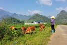 Phát triển đàn gia súc theo hướng hàng hoá ở Tam Đường