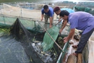Liên kết phát triển nuôi cá vùng lòng hồ thủy điện Sơn La