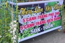 Từ tiền tỷ nay lan đột biến được rao bán với giá 50.000 đồng