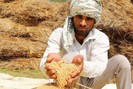 Ấn Độ bảo vệ quyết định cấm xuất khẩu gạo, lúa mì của tại WTO