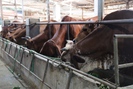 Nông dân Mường Cơi: Trồng cỏ nuôi bò cho thu nhập cao