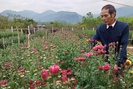 Nông dân chăm hoa phục vụ Tết cho thu nhập cao