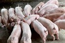 Giá lợn hơi vẫn tụt dốc không phanh, chưa thể hồi phục sớm