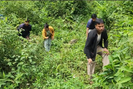 Lai Châu: Người dân nghèo có thu nhập ổn định từ bảo vệ rừng 