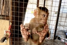 Một hộ dân ở TP. Lào Cai giao nộp 2 cá thể khỉ thuộc danh mục nguy cấp, quý hiếm