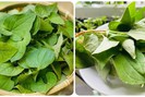 Loại rau ăn sống phổ biến trong bữa cơm người Việt, bổ phổi, bán rẻ chưa từng thấy