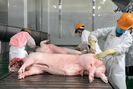 Lợi nhuận của các doanh nghiệp ngành chăn nuôi lợn sẽ bị thu hẹp đáng kể