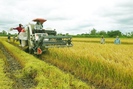Giá gạo Việt Nam lần đầu vượt cả Ấn Độ, Thái Lan, đạt 15 triệu đồng/tấn, xuất khẩu gạo đem về gần 90.000 tỷ đồng
