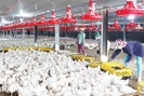 Chăn nuôi nguy cơ "thua" trên sân nhà, mở đường xuất ngoại cho 550 triệu con gia cầm, 17 tỷ quả trứng
