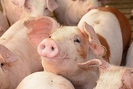 Giá bán lợn hơi duy trì ở mức nền thấp, lợi nhuận Nông nghiệp BAF 'lao dốc'