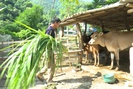 Câu chuyện giảm nghèo ở vùng cao Bắc Yên