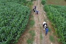 Đi tìm một chữ "xanh" trong nông nghiệp: Tận mắt khám phá nông nghiệp tuần hoàn ở thủ phủ bò sữa Mộc Châu (bài 5)