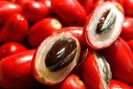 Trái cây lạ khiến mọi thức ăn đều có vị ngọt, khi chín có màu đỏ mọng trông rất đẹp