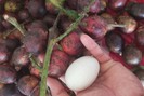 Kỳ lạ dân Việt chi tới vài triệu đồng để mua loại quả giống nhãn, có vị sầu riêng vừa ăn vừa nhân giống 