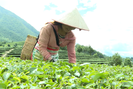 Nông dân Tam Đường tăng thu nhập từ trồng chanh leo, sản xuất hàng hóa