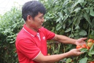 Một HTX nông sản sạch ở Sơn La thành công nhờ mô hình sản xuất liên kết theo chuỗi