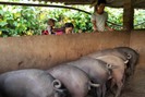 Điện Biên Đông: Người nghèo tiếp cận nguồn vốn vay ưu đãi, mở hướng làm giàu