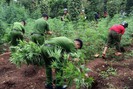 Ngăn chặn tình trạng tái trồng cây có chứa chất ma túy ở Tây Nguyên (Kỳ 1)