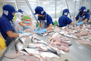 Nam Việt sẽ trở thành công ty cá tra có vốn điều lệ lớn nhất 