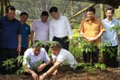 Sơn La: Mở rộng diện tích trồng sâm Ngọc Linh tại các huyện vùng cao