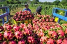 155 doanh nghiệp nông nghiệp Việt Nam lọt vào danh sách "Doanh nghiệp xuất khẩu uy tín" 